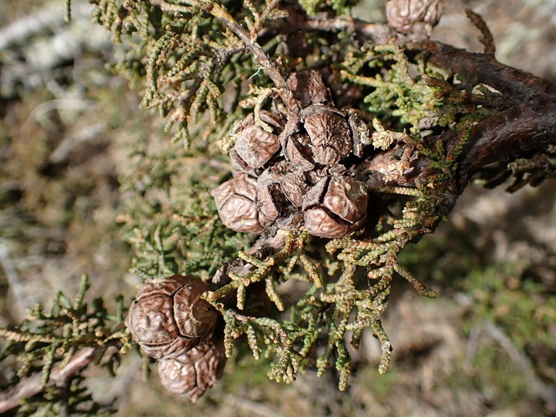 Hesperocyparis pygmaea photo 4