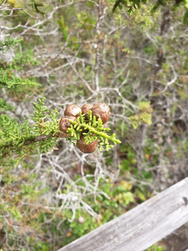 Hesperocyparis pygmaea photo 5