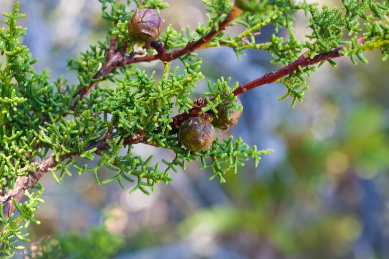 Hesperocyparis pygmaea photo 6