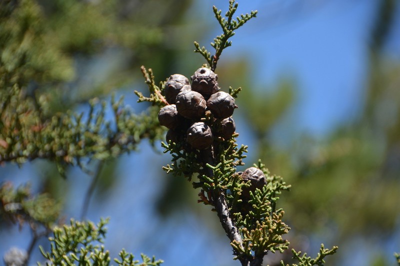 Hesperocyparis pygmaea photo 7
