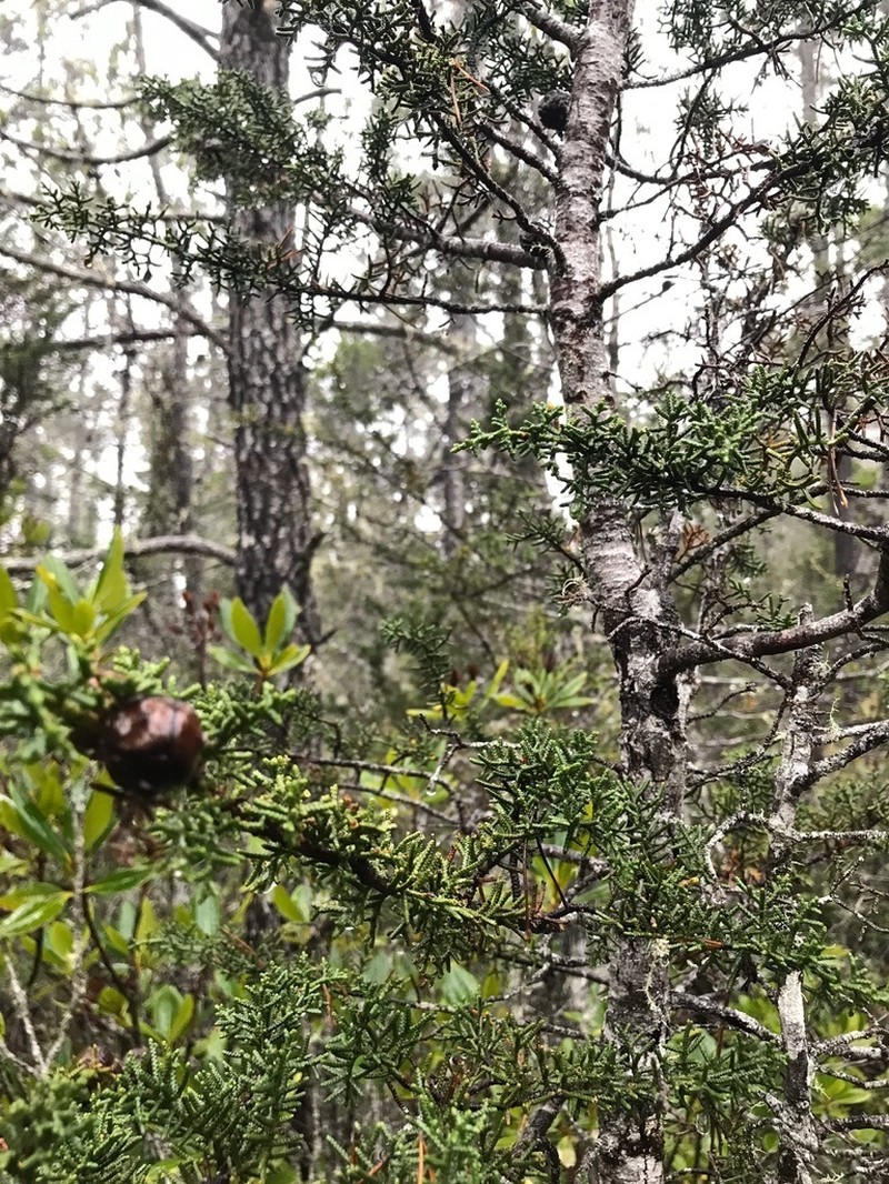 Hesperocyparis pygmaea photo 8