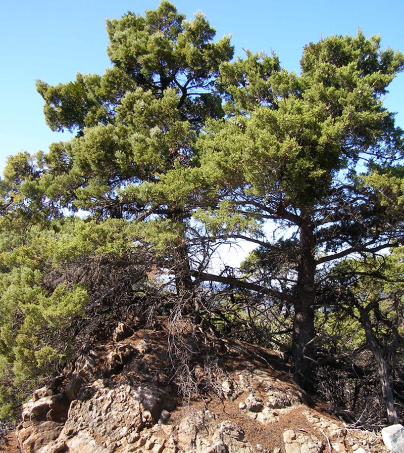 Sargent's Cypress photo 2