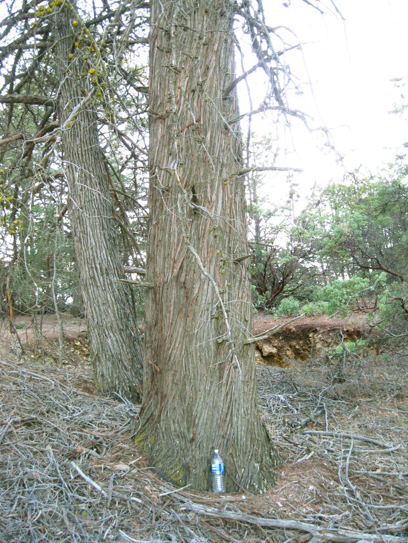 Sargent's Cypress photo 3
