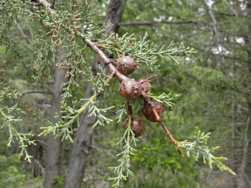 Sargent's Cypress photo 4