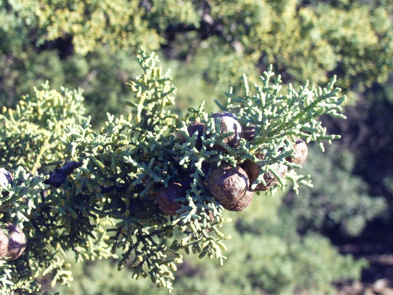 Sargent's Cypress photo 5