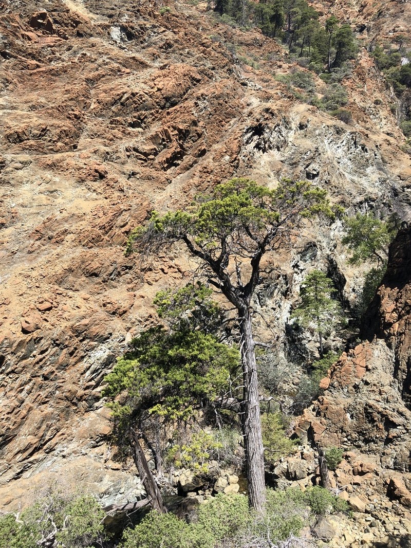 Sargent's Cypress photo 2