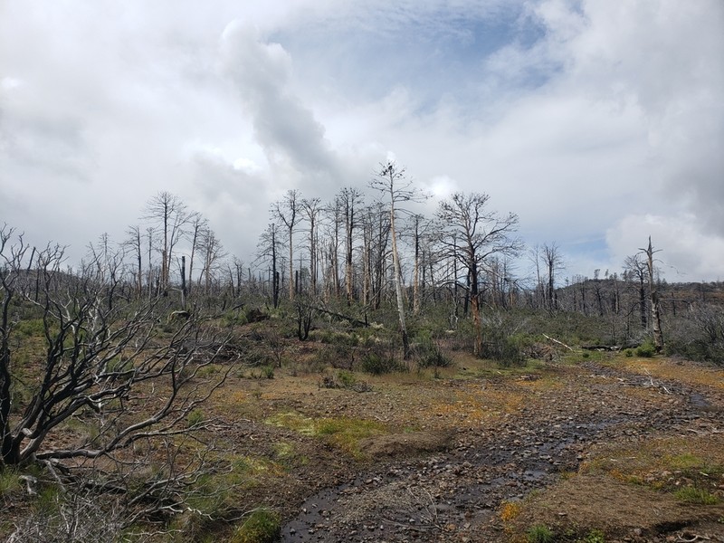 Sargent's Cypress photo 3