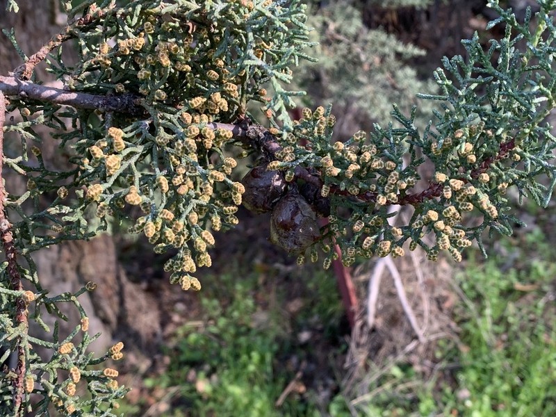 Sargent's Cypress photo 4