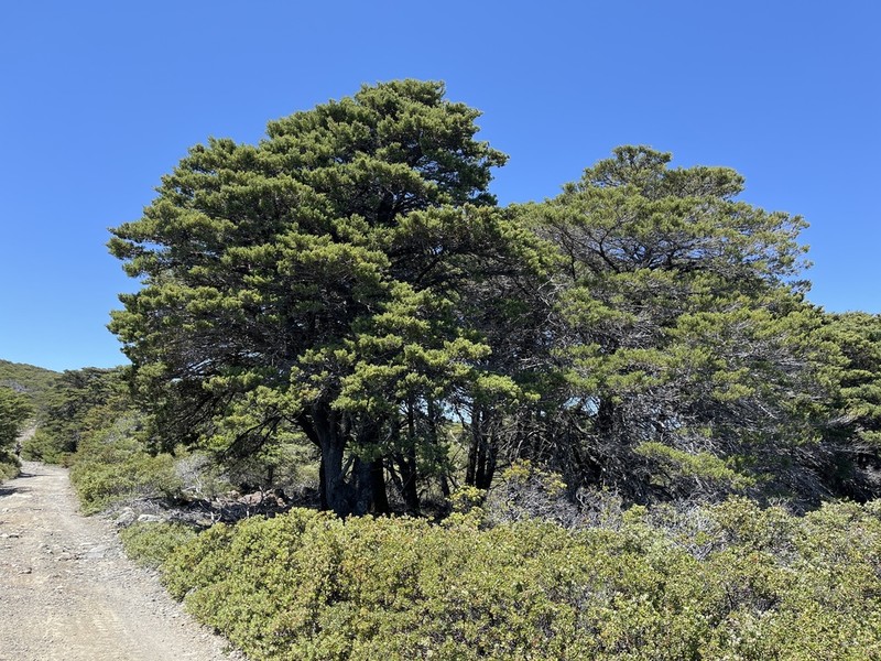 Sargent's Cypress photo 5