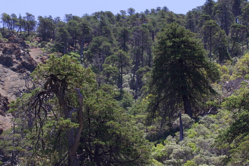 Sargent's Cypress photo 6