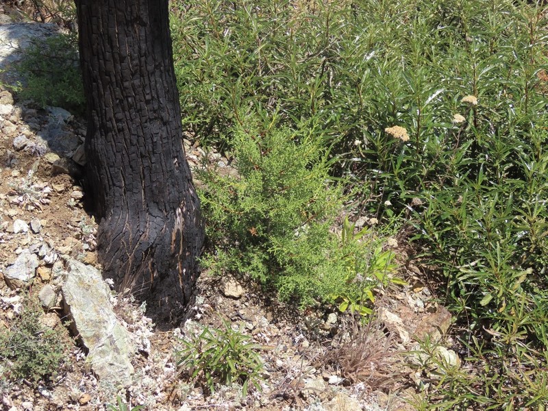 Sargent's Cypress photo 8