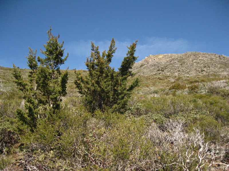 Cuyamaca Cypress