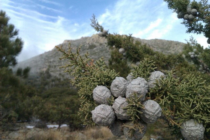 Cuyamaca Cypress