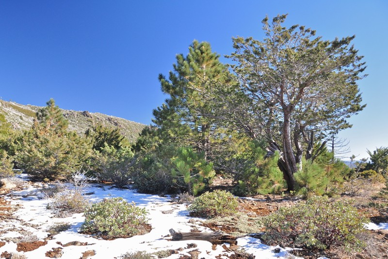 Cuyamaca Cypress photo 2