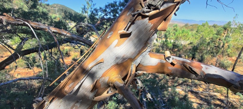 Cuyamaca Cypress photo 3