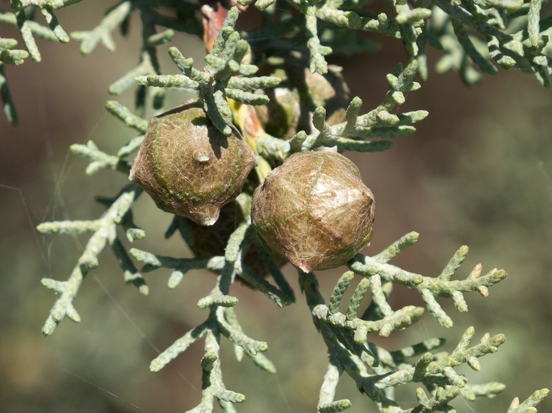 Cuyamaca Cypress photo 4