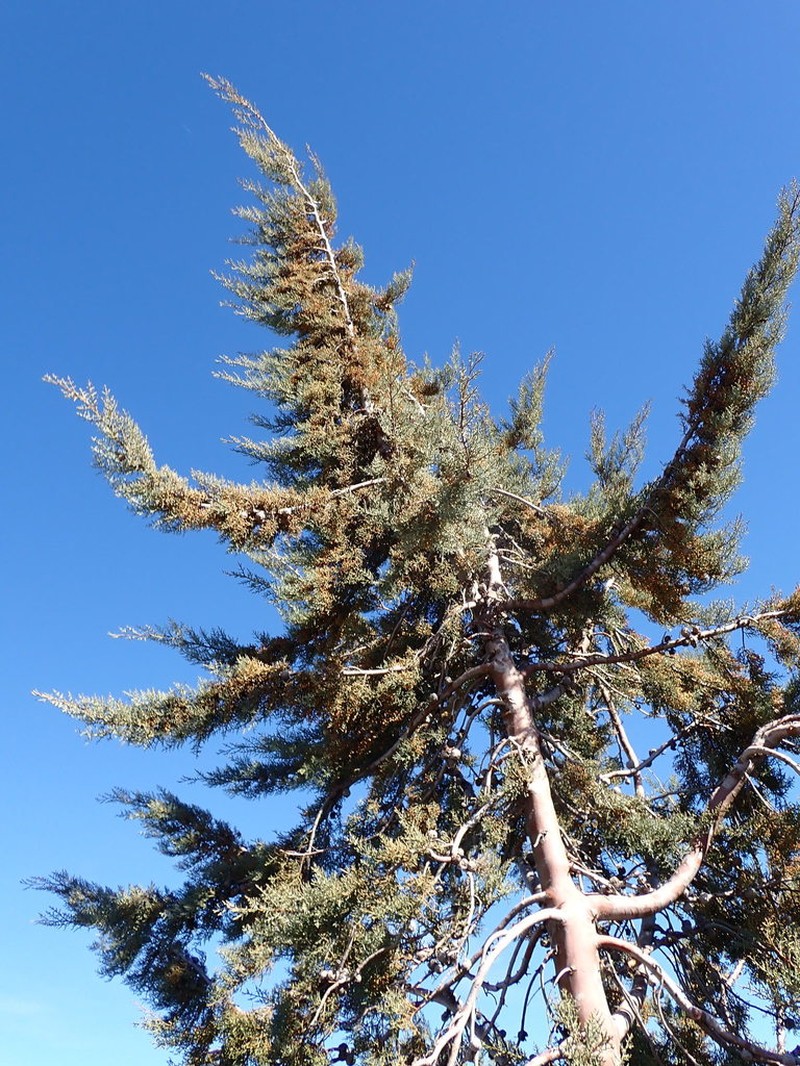 Cuyamaca Cypress photo 5