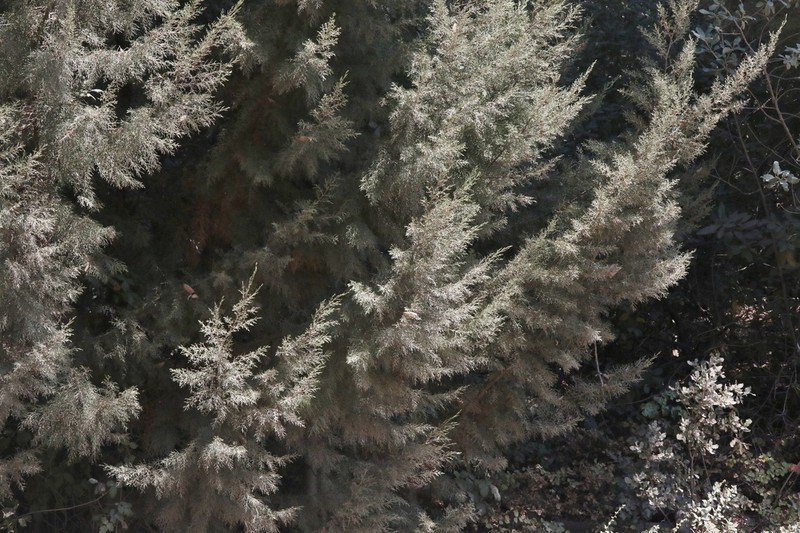 Cuyamaca Cypress photo 6