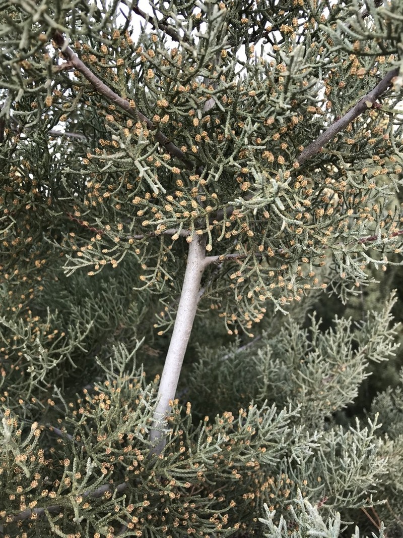 Cuyamaca Cypress photo 7