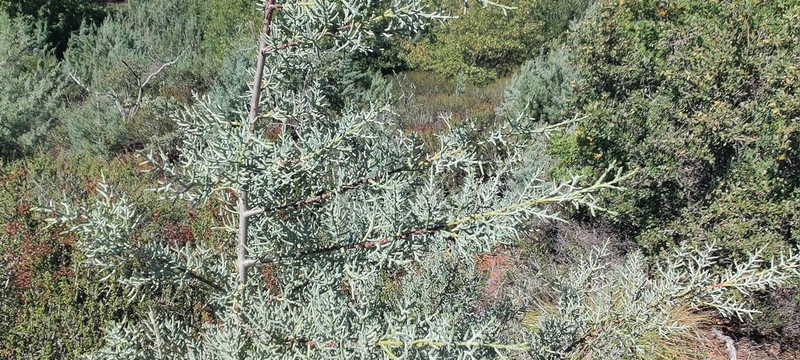 Cuyamaca Cypress photo 8