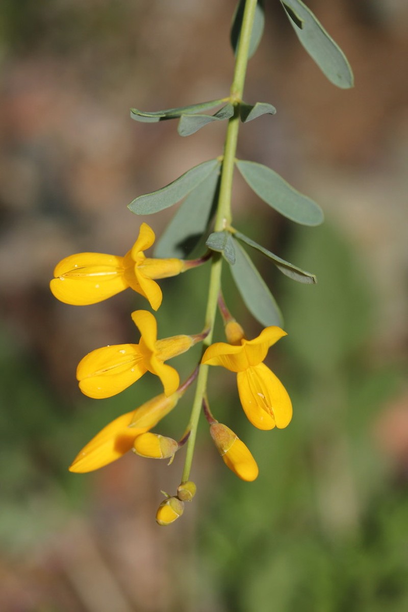 Hesperolaburnum platycarpum
