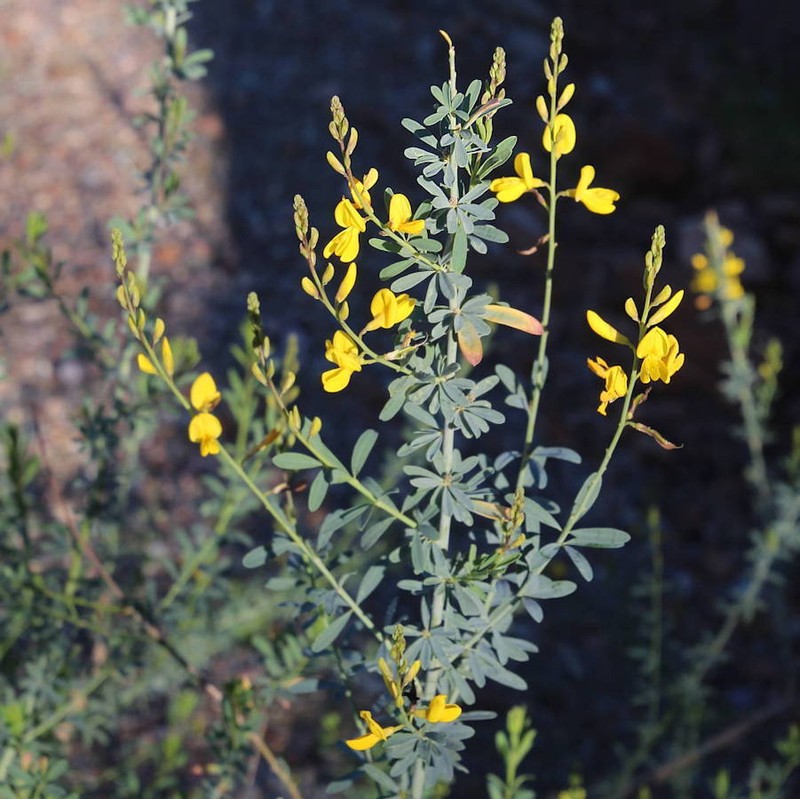 Hesperolaburnum platycarpum photo 2