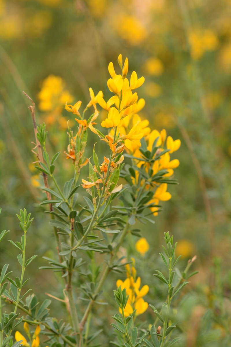Hesperolaburnum platycarpum photo 4