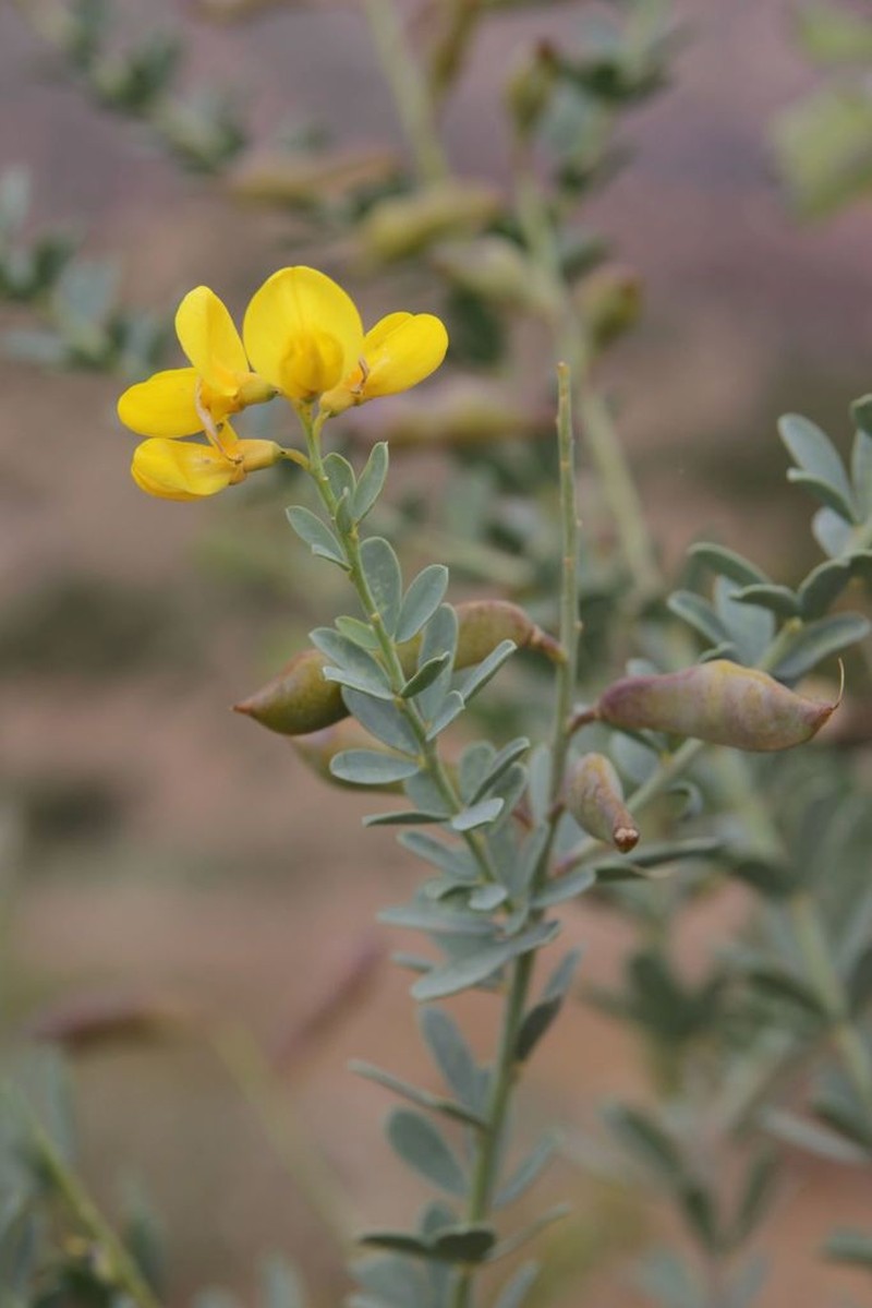 Hesperolaburnum platycarpum photo 5