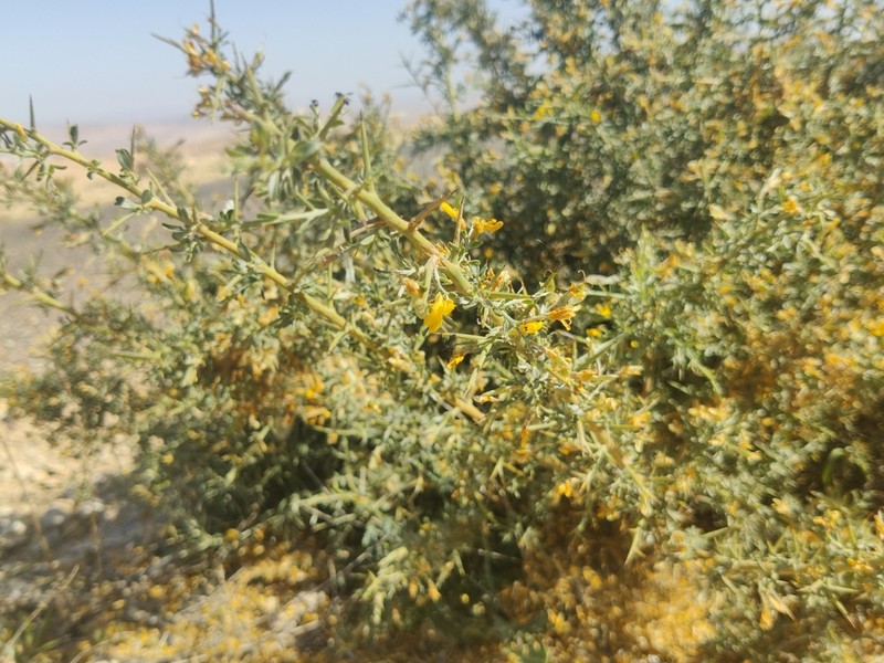 Hesperolaburnum platycarpum photo 6