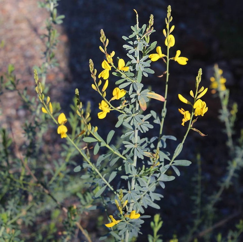 Hesperolaburnum platycarpum photo 7