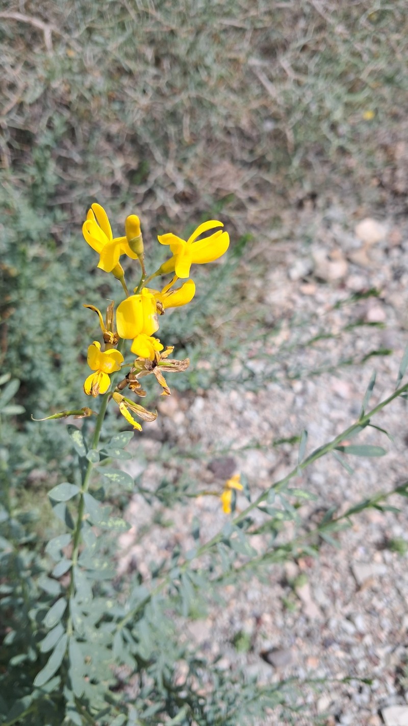 Hesperolaburnum platycarpum photo 8