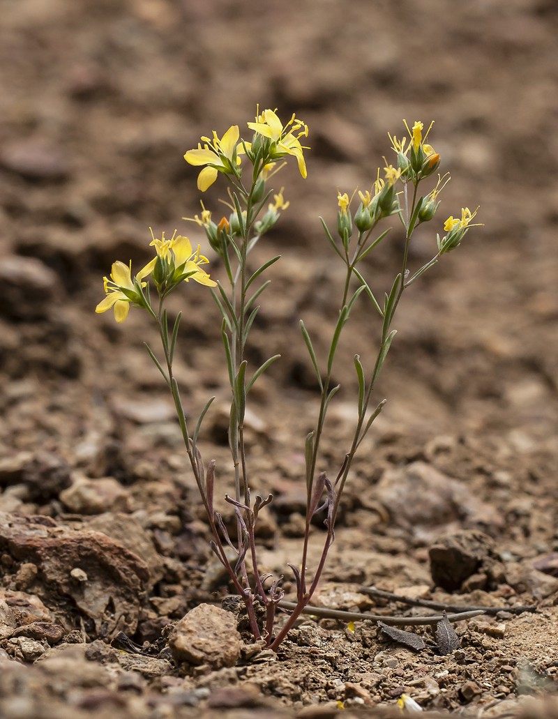 Brewer's Dwarf-Flax