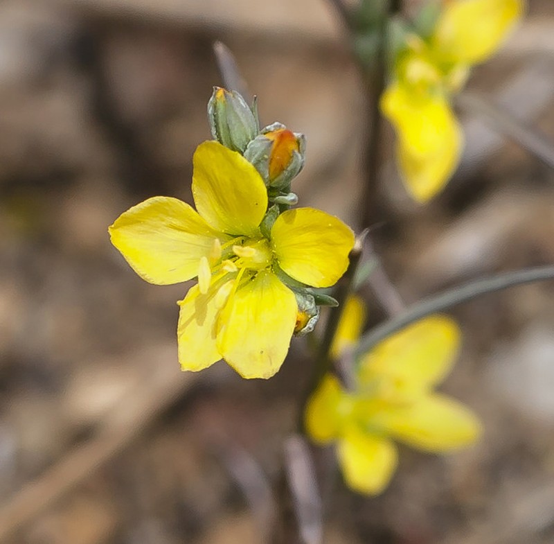 Brewer's Dwarf-Flax photo 2