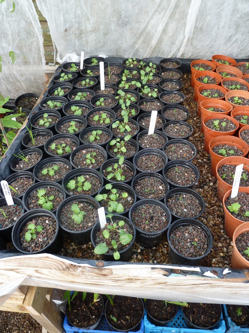California Dwarf-Flax