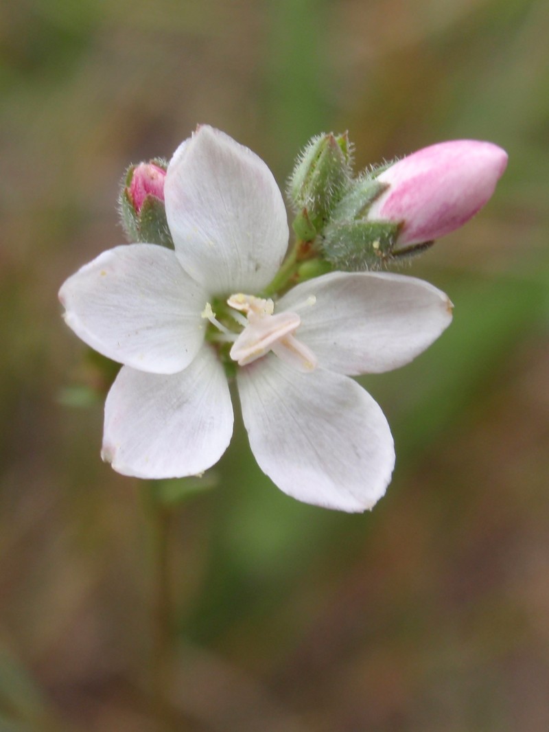 Marin Dwarf-Flax photo 2