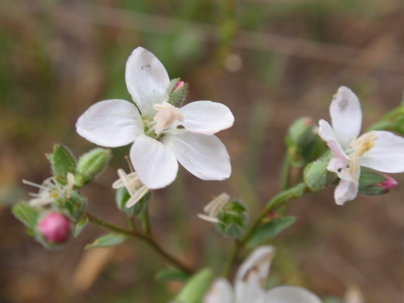 Marin Dwarf-Flax