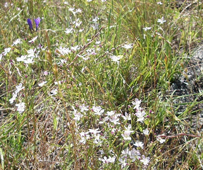 Marin Dwarf-Flax photo 3