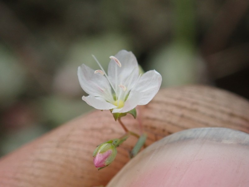 Lake County Dwarf-Flax