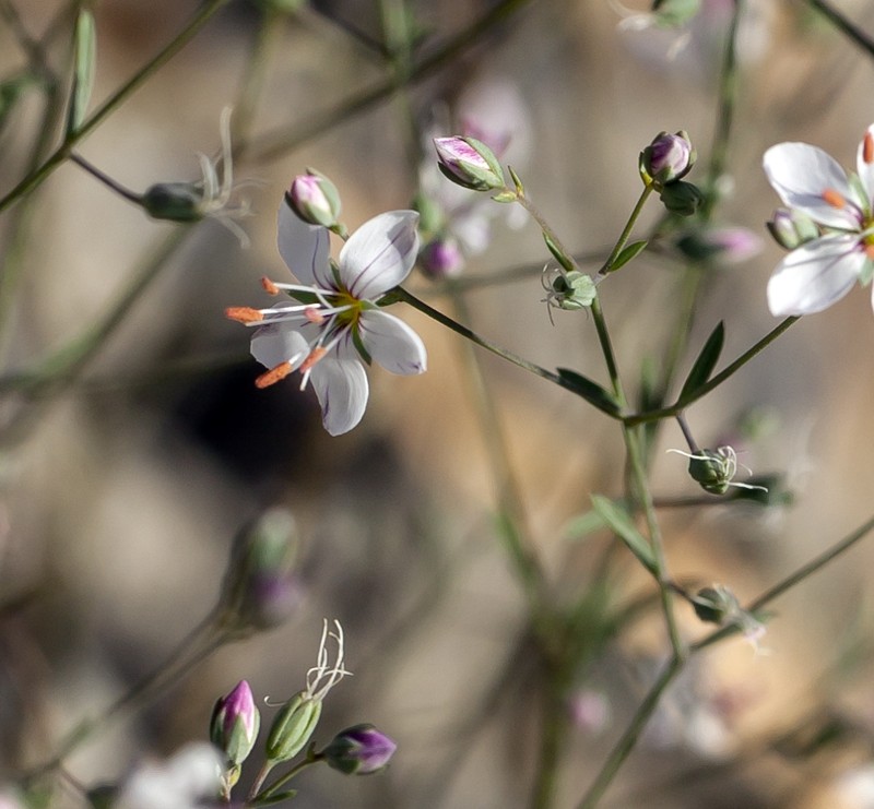 Coast Range Dwarf-Flax