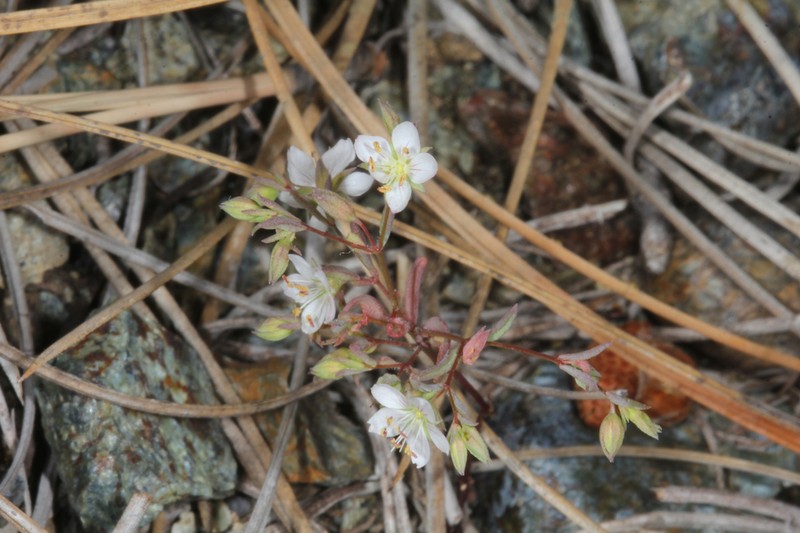 Coast Range Dwarf-Flax