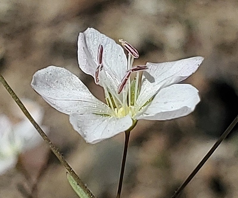Coast Range Dwarf-Flax photo 2