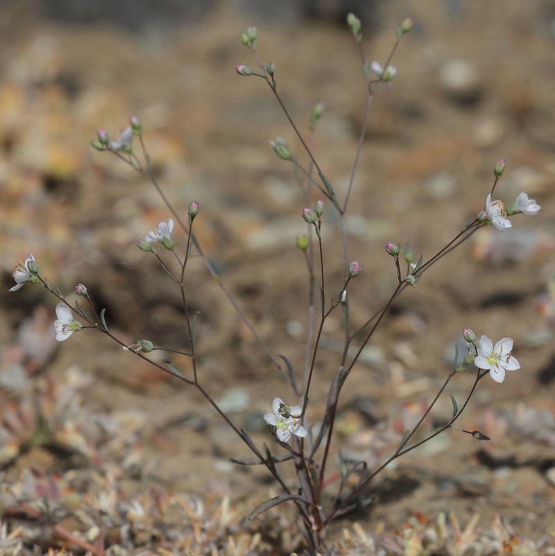 Coast Range Dwarf-Flax photo 3