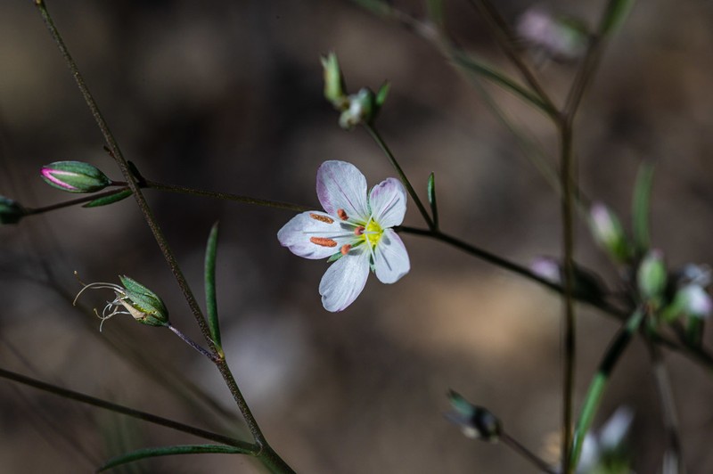 Coast Range Dwarf-Flax photo 4