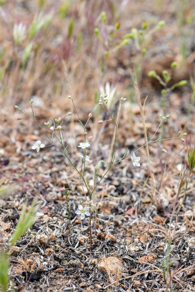 Coast Range Dwarf-Flax photo 5