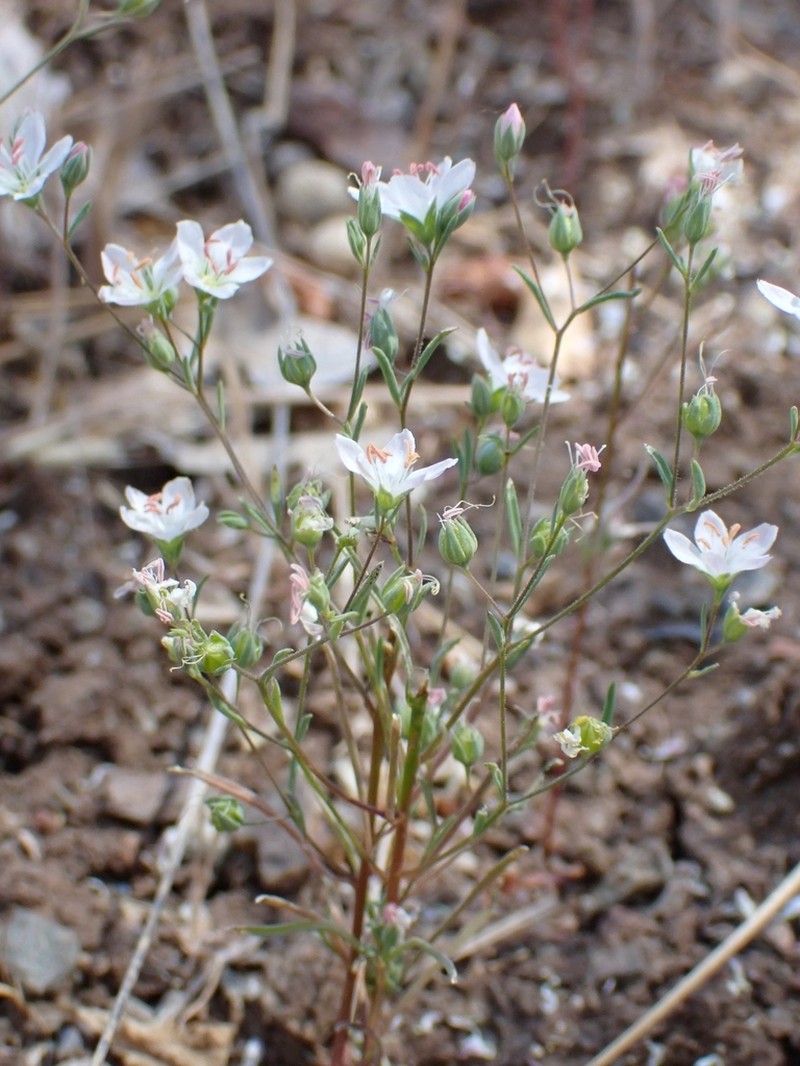 Coast Range Dwarf-Flax photo 6