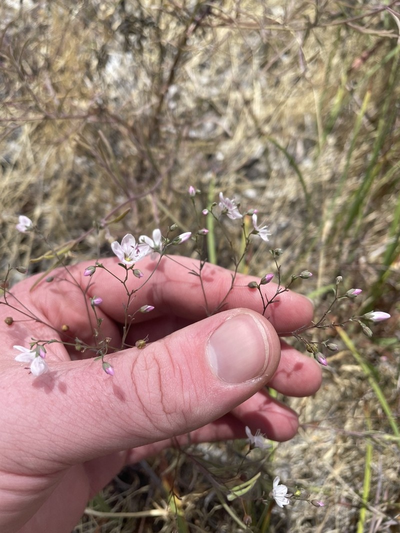 Coast Range Dwarf-Flax photo 7