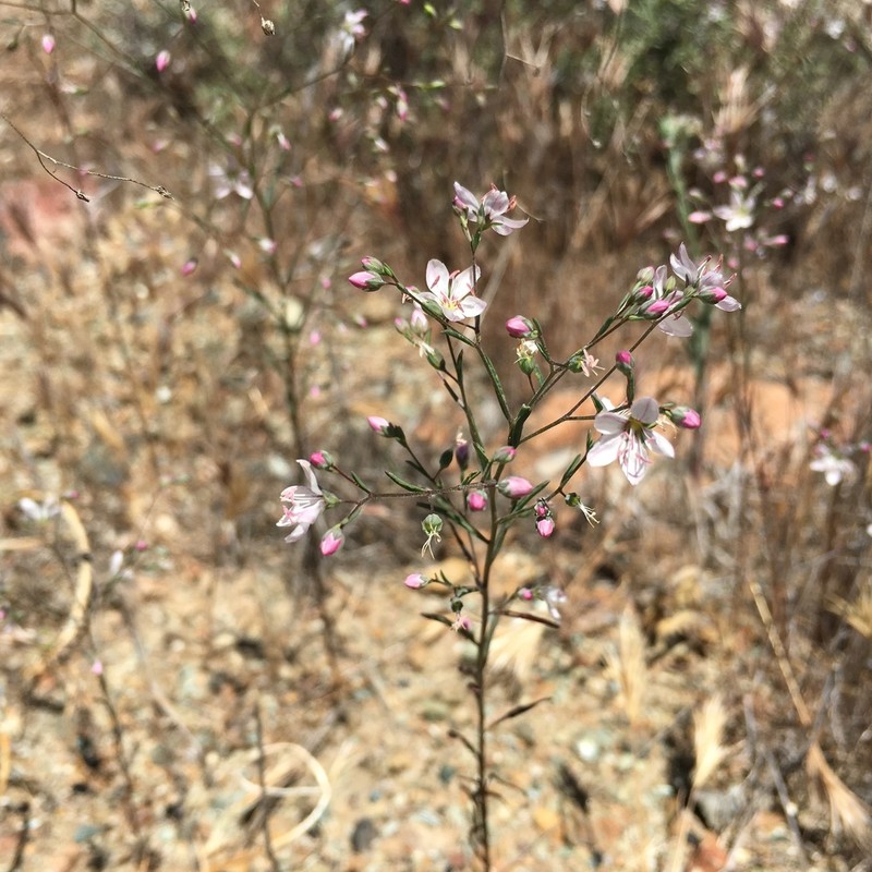 Coast Range Dwarf-Flax photo 8