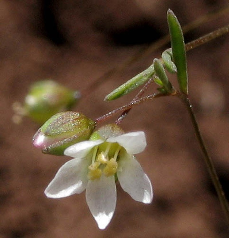 Smallflower Dwarf-Flax