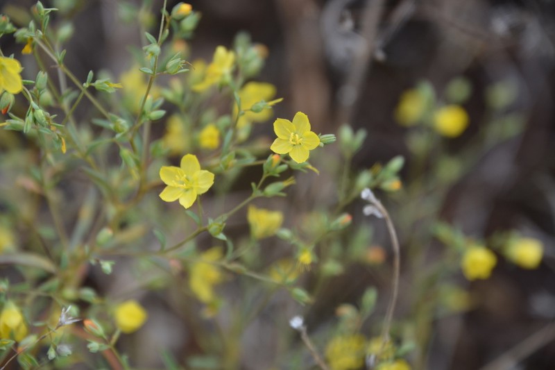 Paskenta Grade Dwarf-Flax