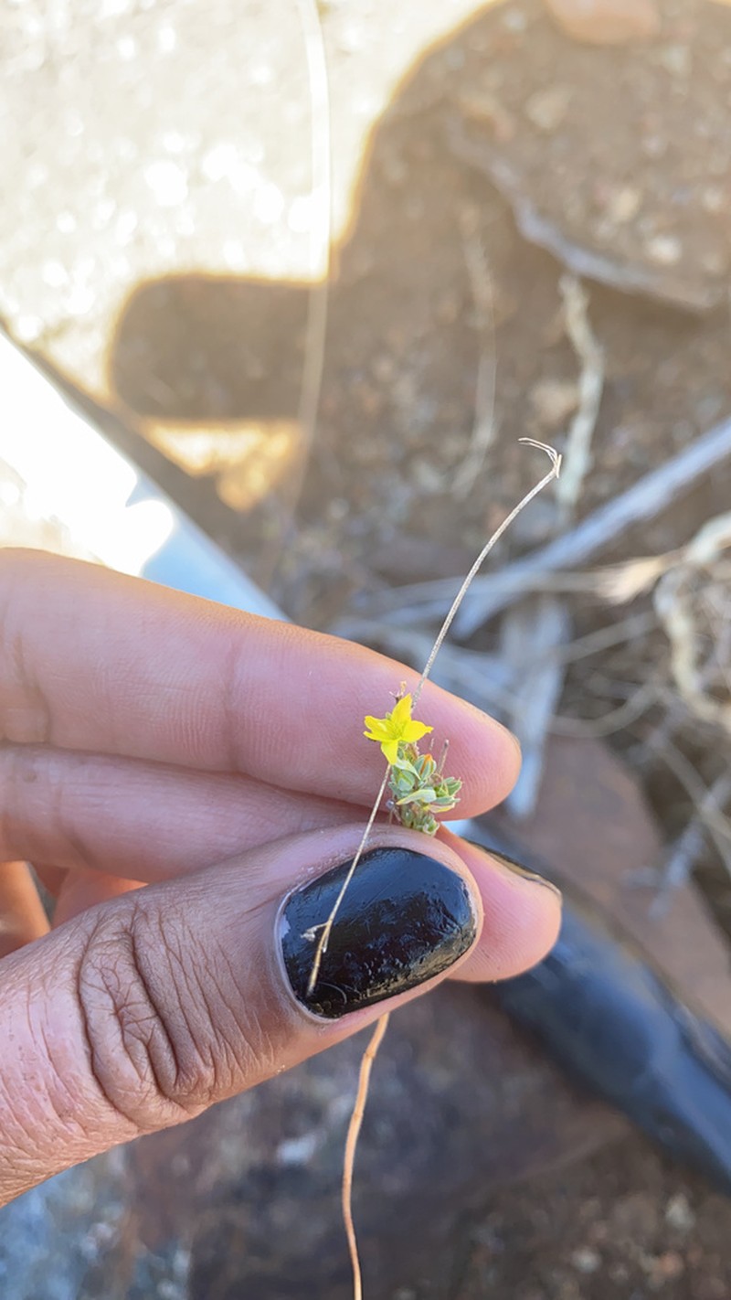 Paskenta Grade Dwarf-Flax photo 2